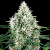 Big Bud konoplja