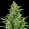 Business Plant
